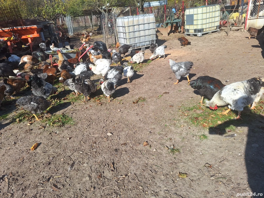 Gaini serie 2025 de vanzare