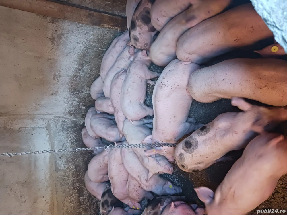 vând purcei și soldani diferite mărimi și rase 