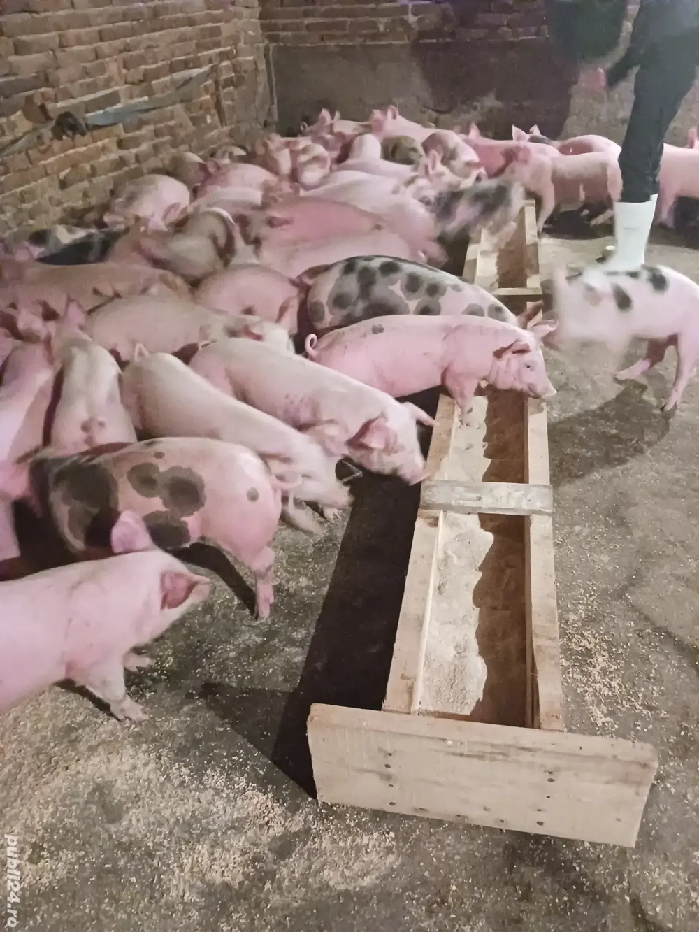 vând purcei si soldani diferite mărimi 