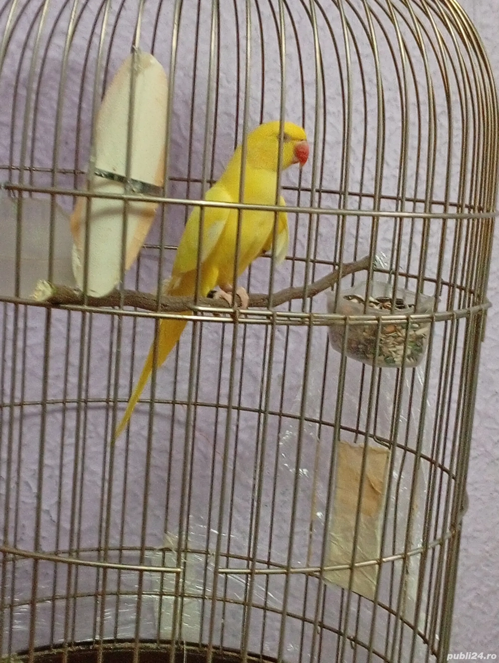 vand papagal vorbitor micul Alexander cu cusca si mancare