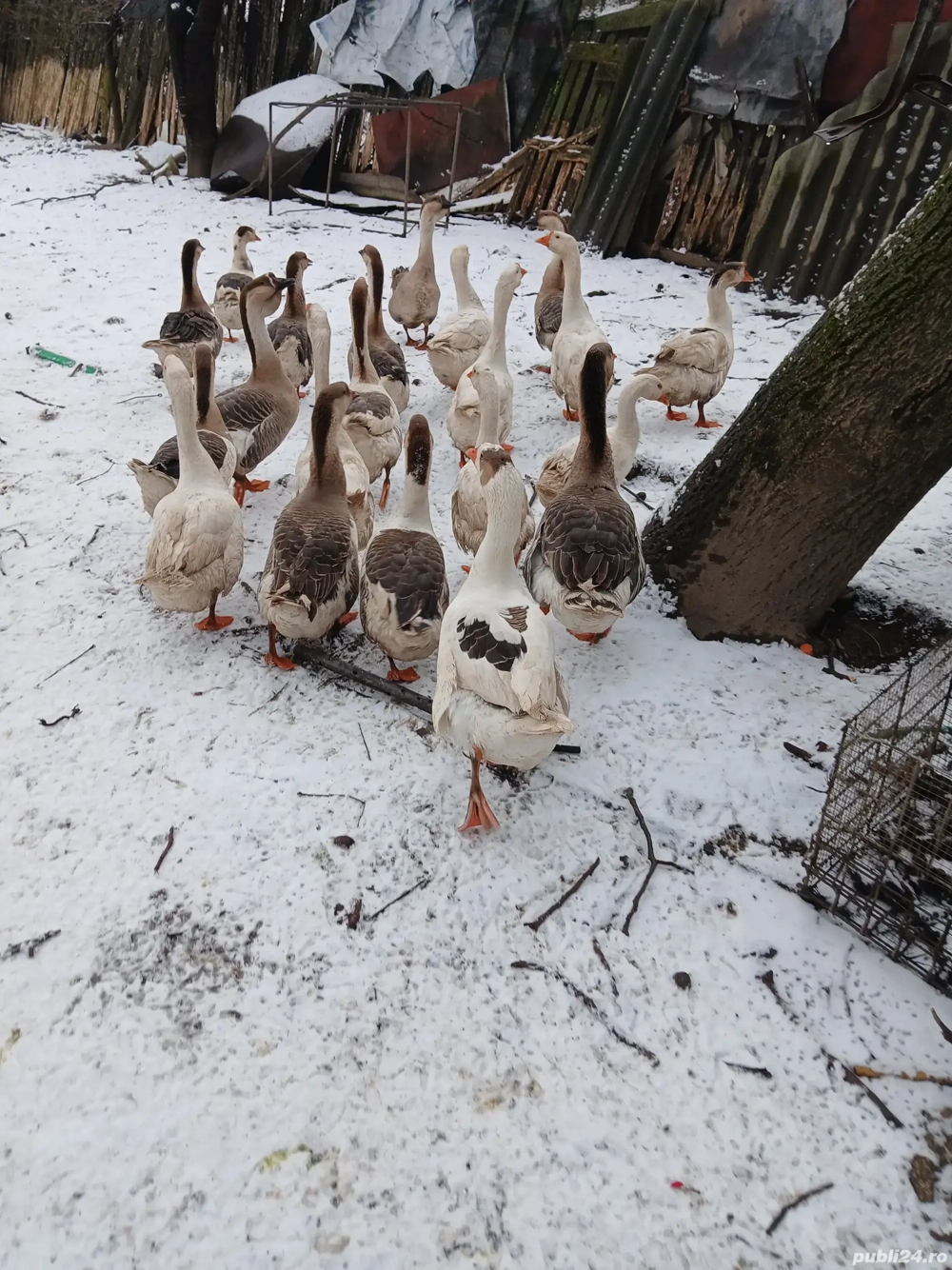 Gâște de vanzare..