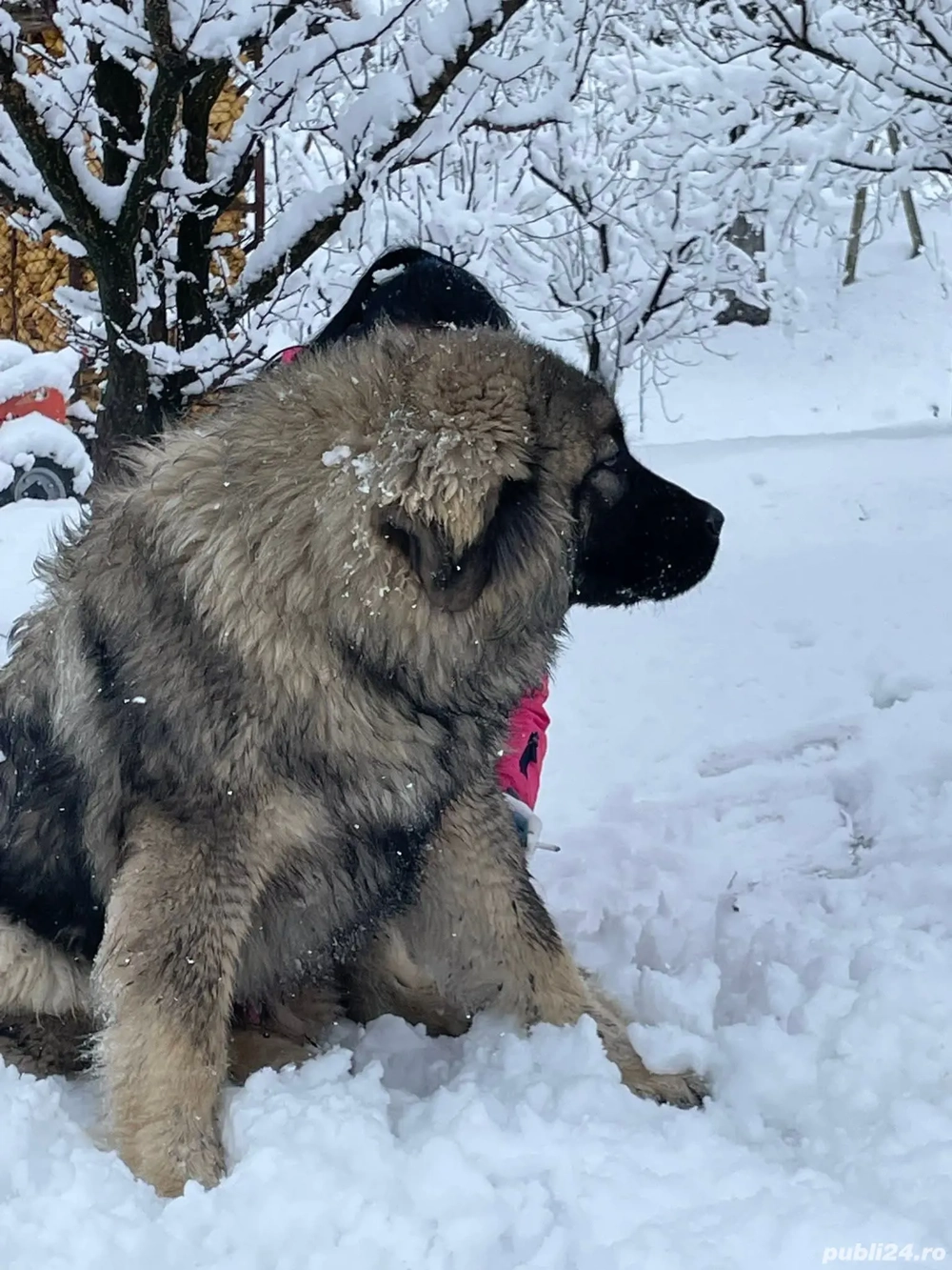 vind ciobanesc caucazian virsta 1an si 9luni