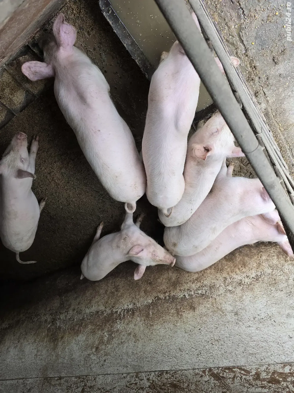 purcei Landras Marele Alb