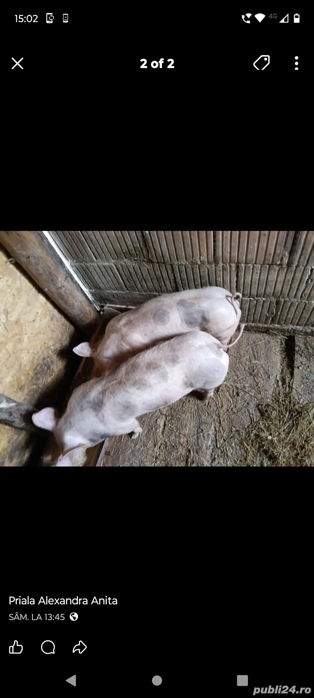 Scrofițe de vânzare 4 luni