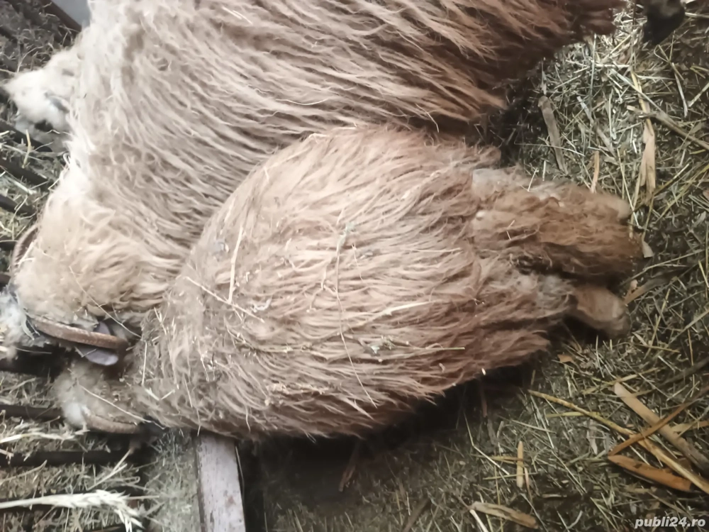 vând sau schimb 2 oi si un berbec cu capre 