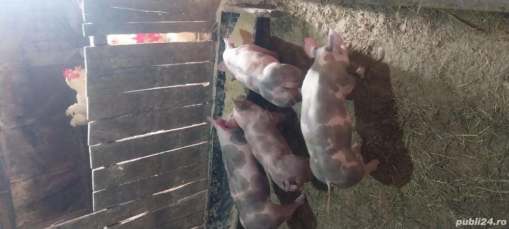 3 scrofite si un mascul 25 kg 