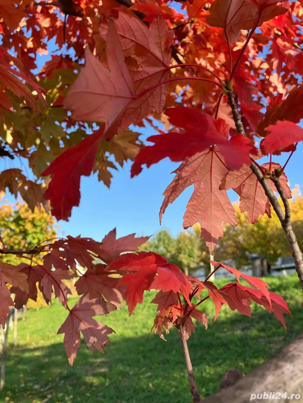 Manager marketing  publicitate TIMIȘOARA - ARAD- part time -proiect UNIC de acasă