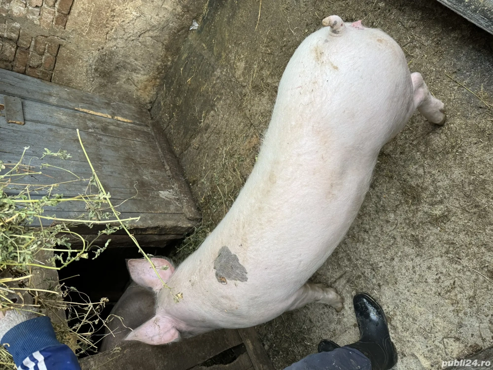 Vând porci între 100-150 kg