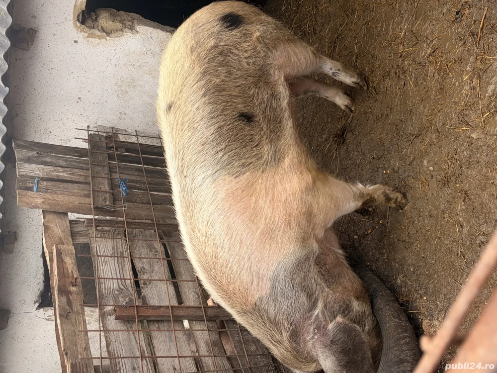 Vand porc pentru taiat ,nr telefon: 