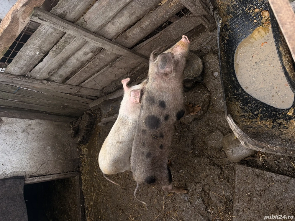 Vand purcei crescuti natural