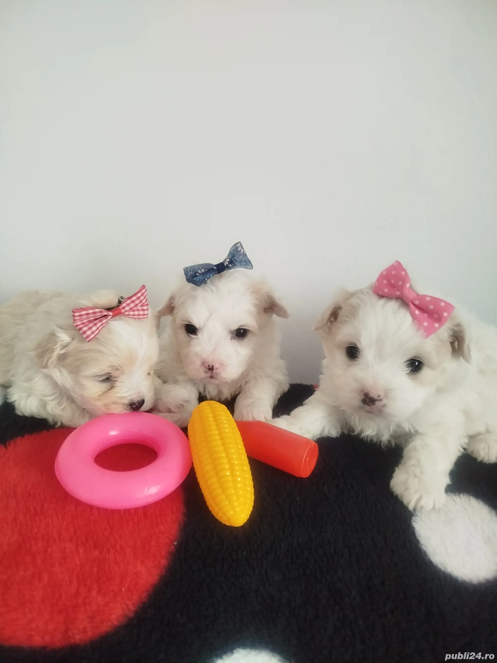 Cățeluși bishoni caută. căsuța 