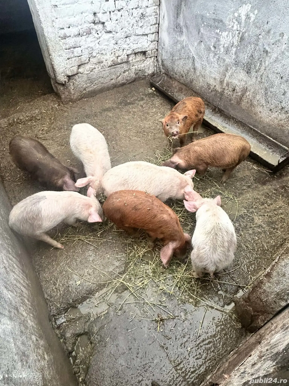 Vând opt purcei duroc 