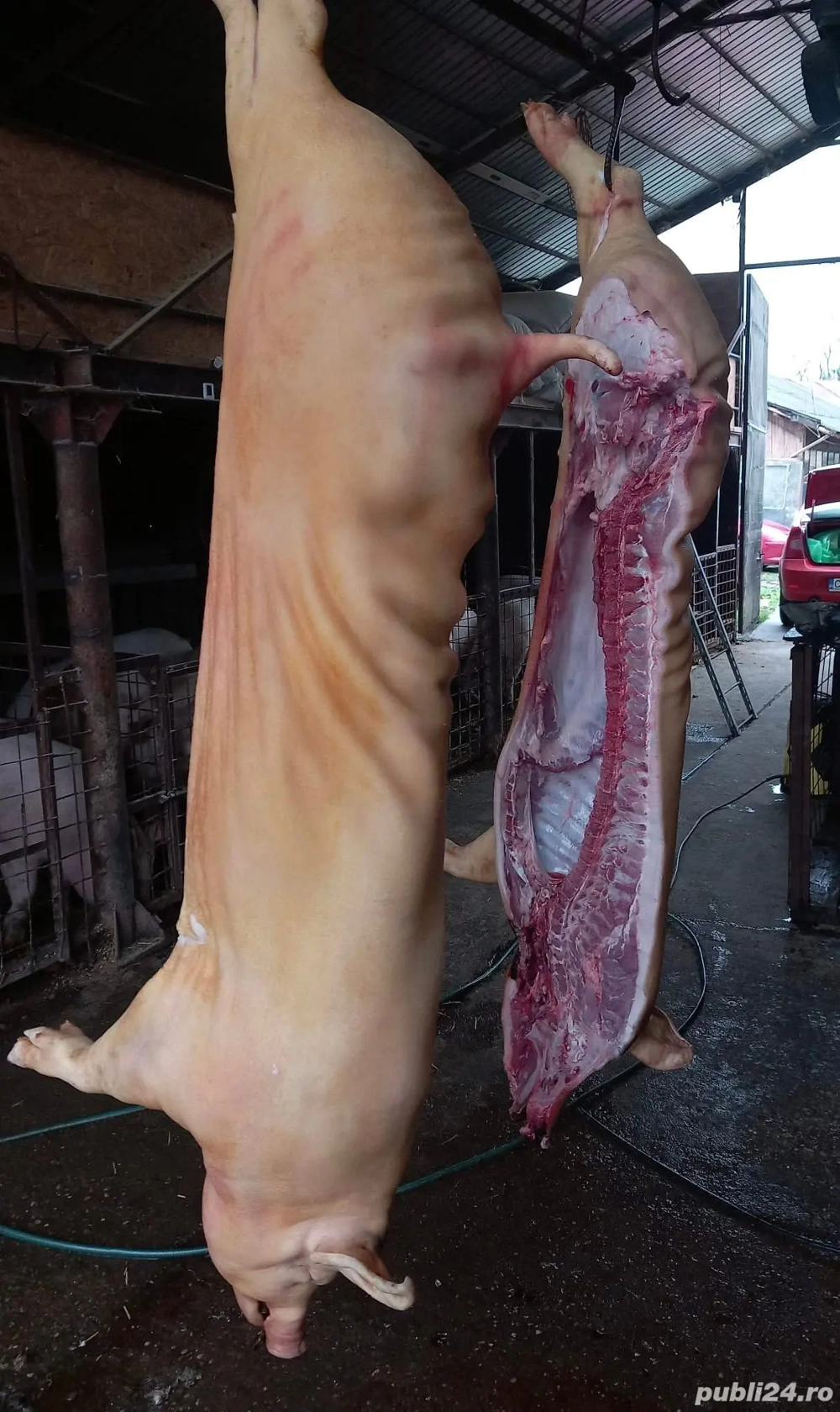 Porci și purcei de vânzare ! 