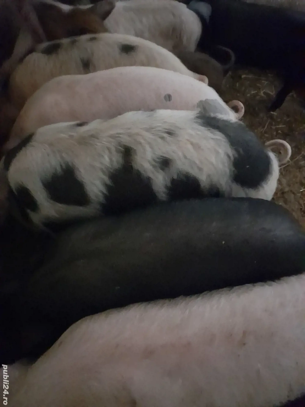 purcei 12 săptămâni 320 lei 