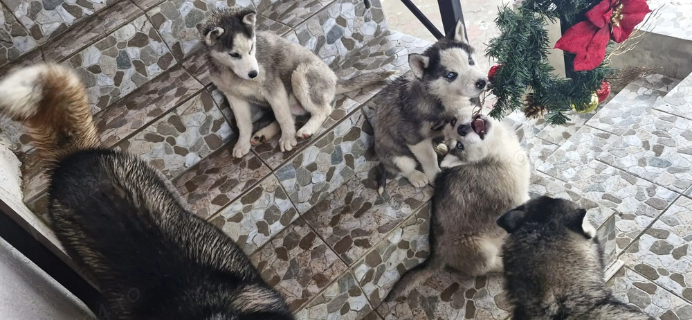 Catelusi husky de vanzare. 