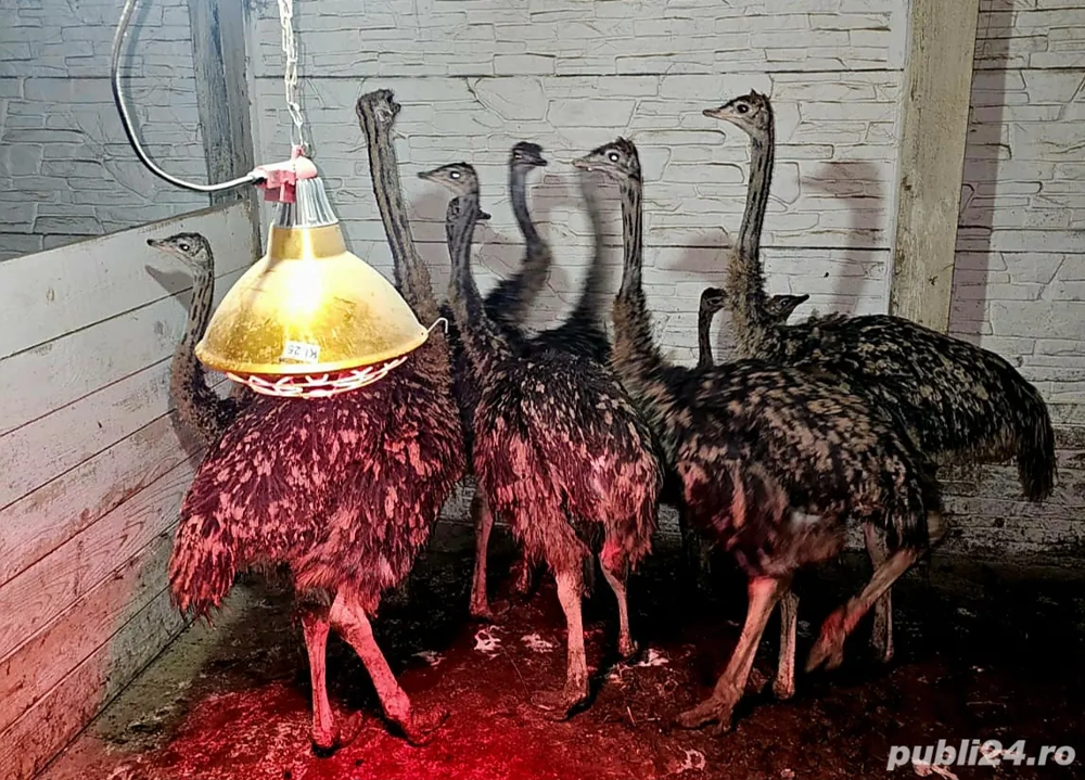 Pui de struti sanatosi 