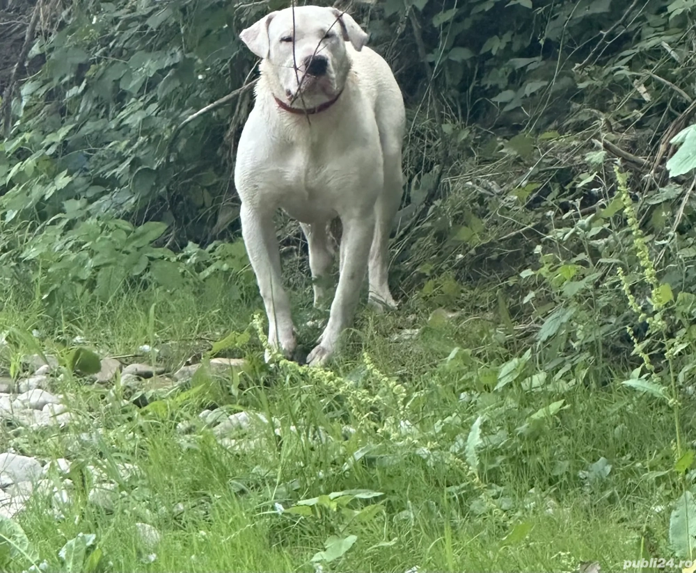 Dog Argentinian de vanzare!