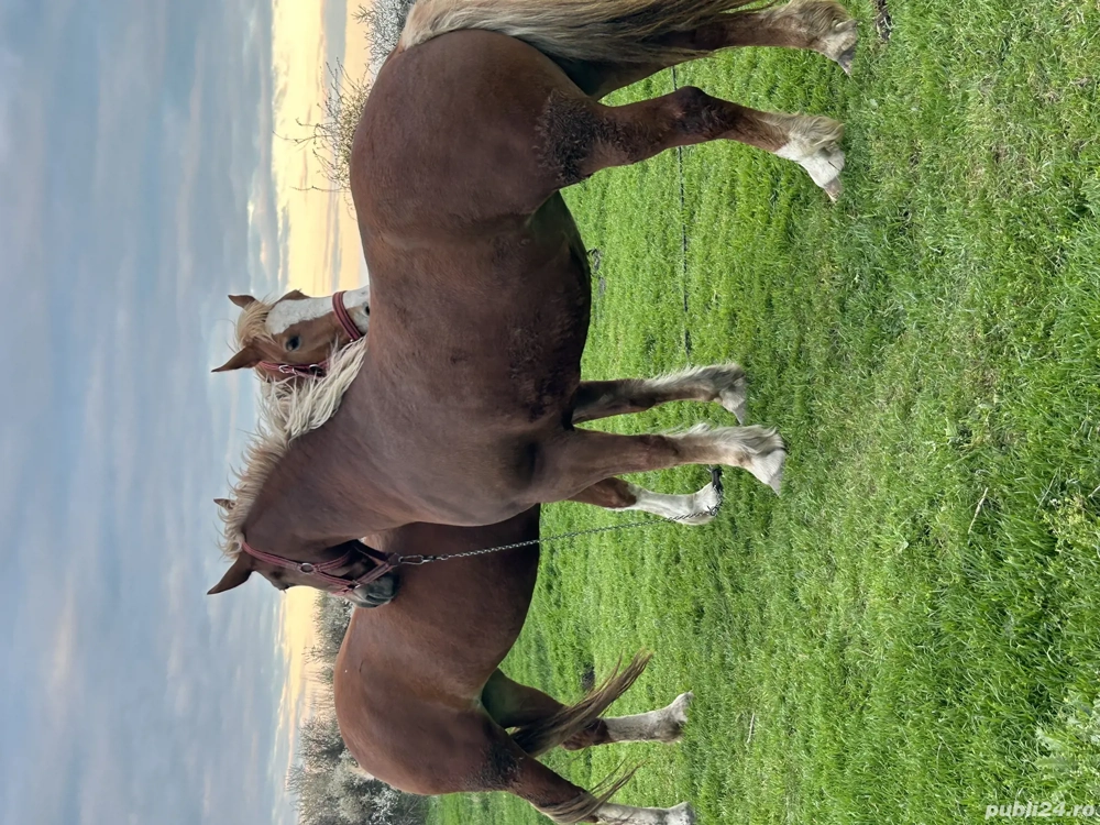 Vând mânză tânără 