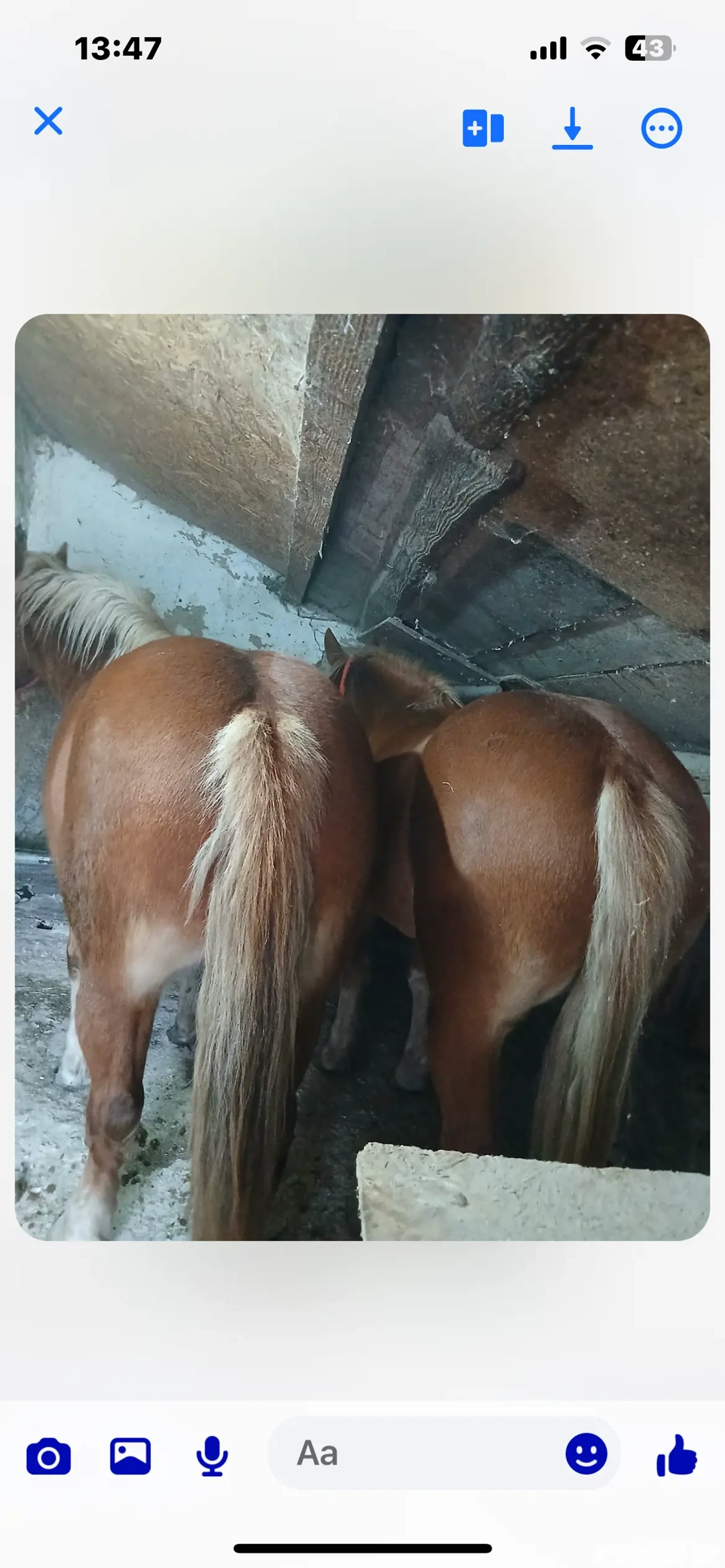 Vând mânză tânără 