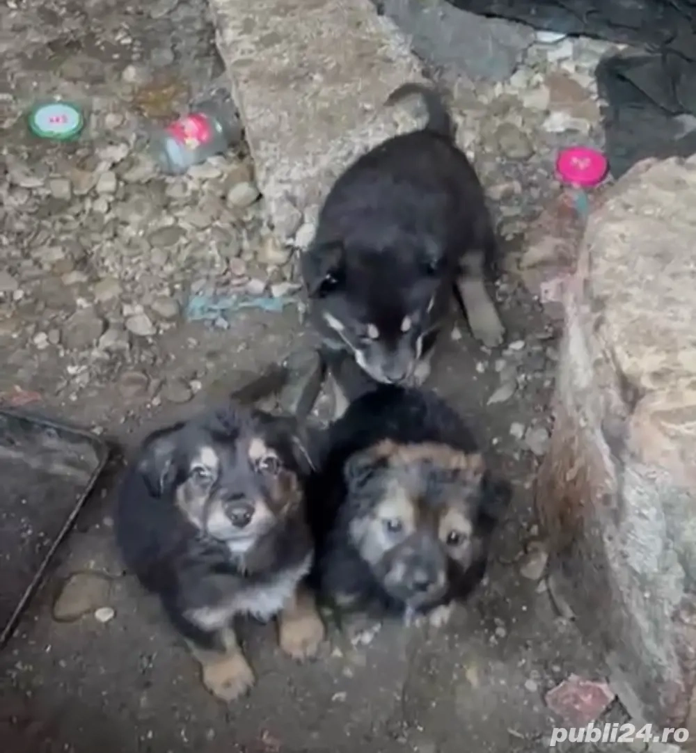 adoptii catelusi talie mare