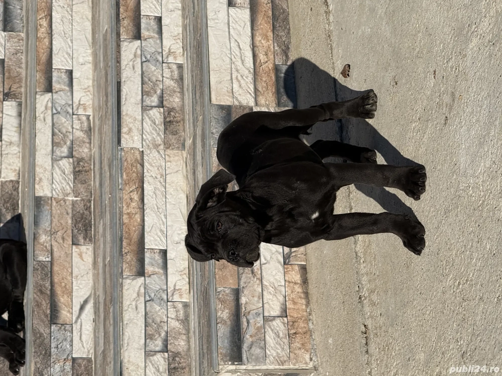 Cățelușe Cane Corso cu pedigree