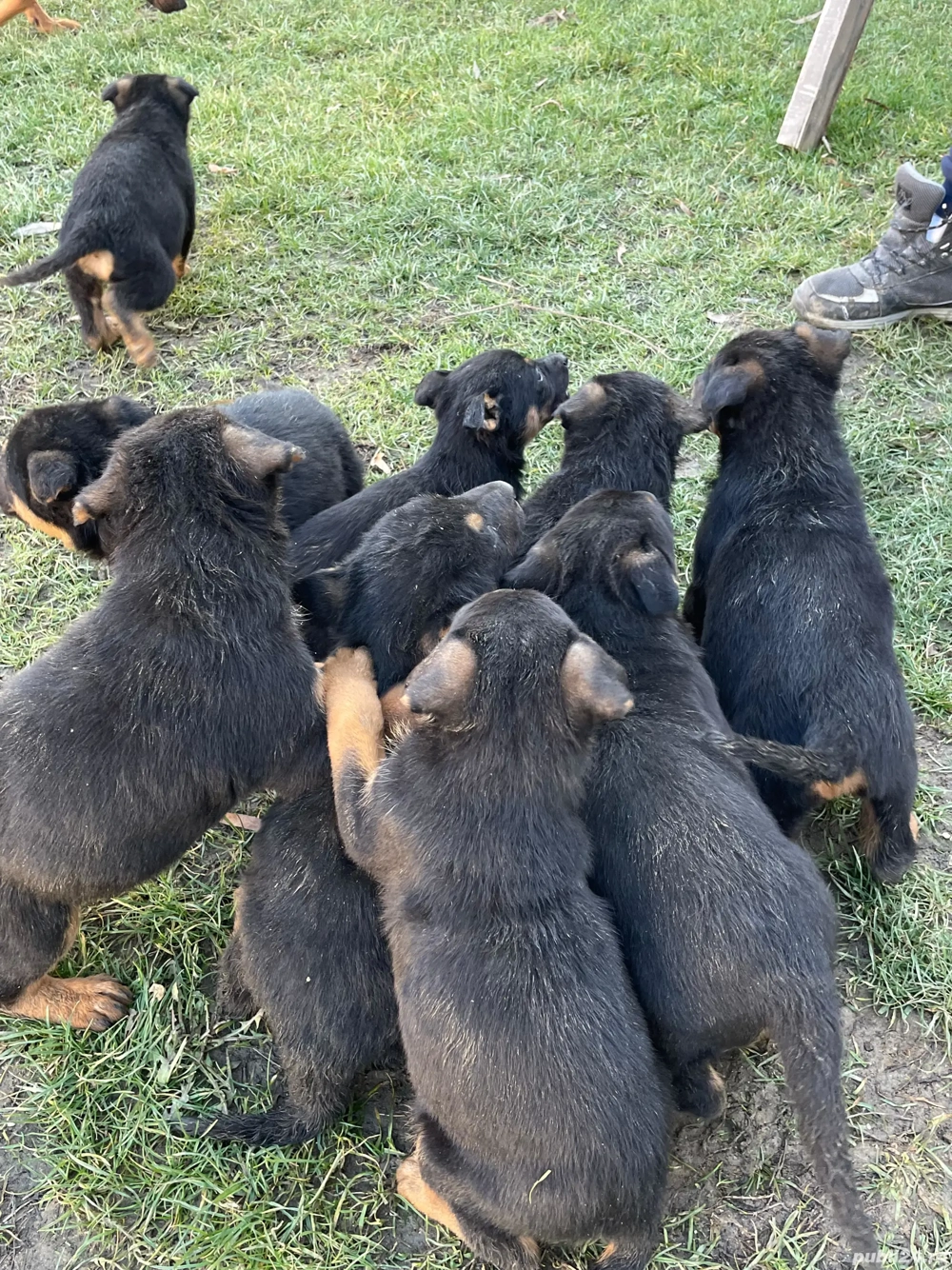 catei Ciobanesc german 