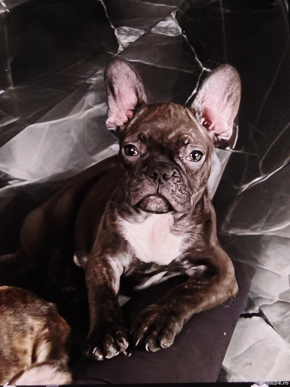 Buldog francez disponibili 