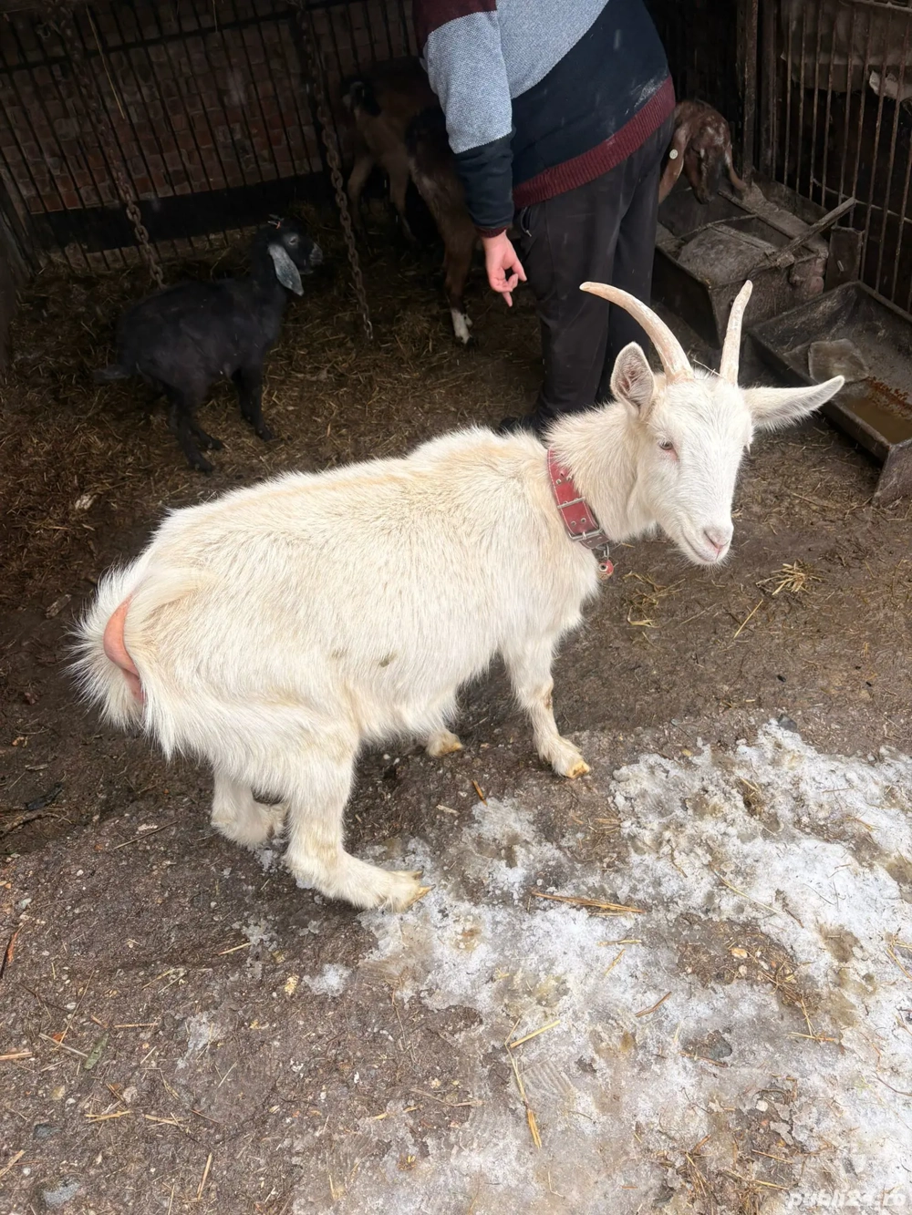 Vand 2 caprite + o ieduta