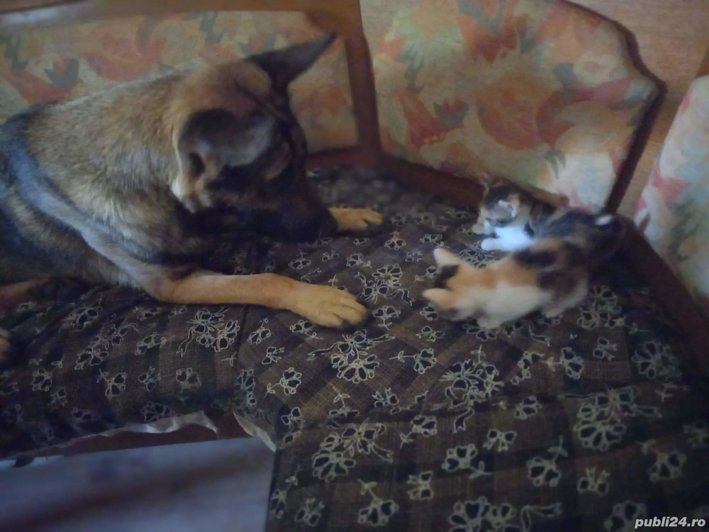 Ofer Foster căței și pisici 