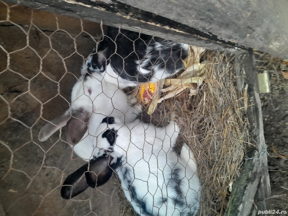 Vind 2 epuroaice și un epuroi