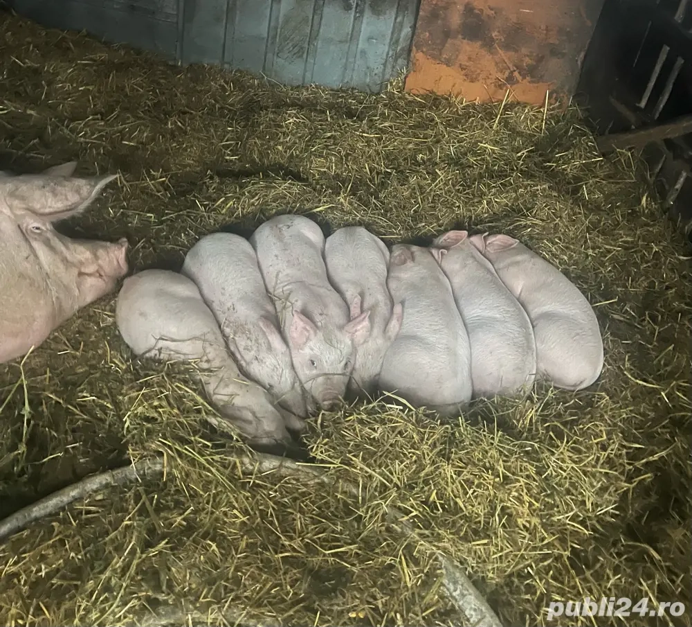 Vand purcei-6 saptamani