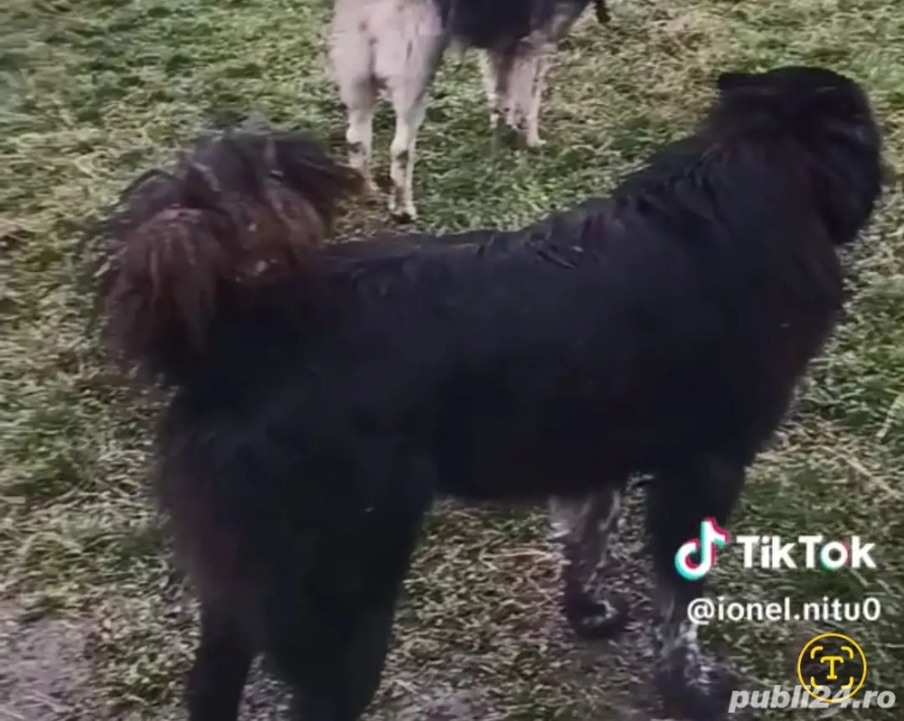 vand caine garantat la stana