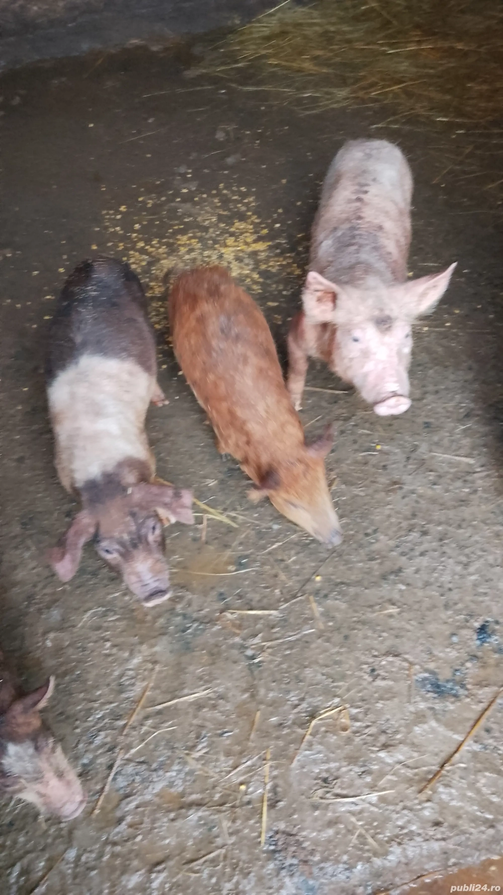 Purcei de ȚARĂ.     .