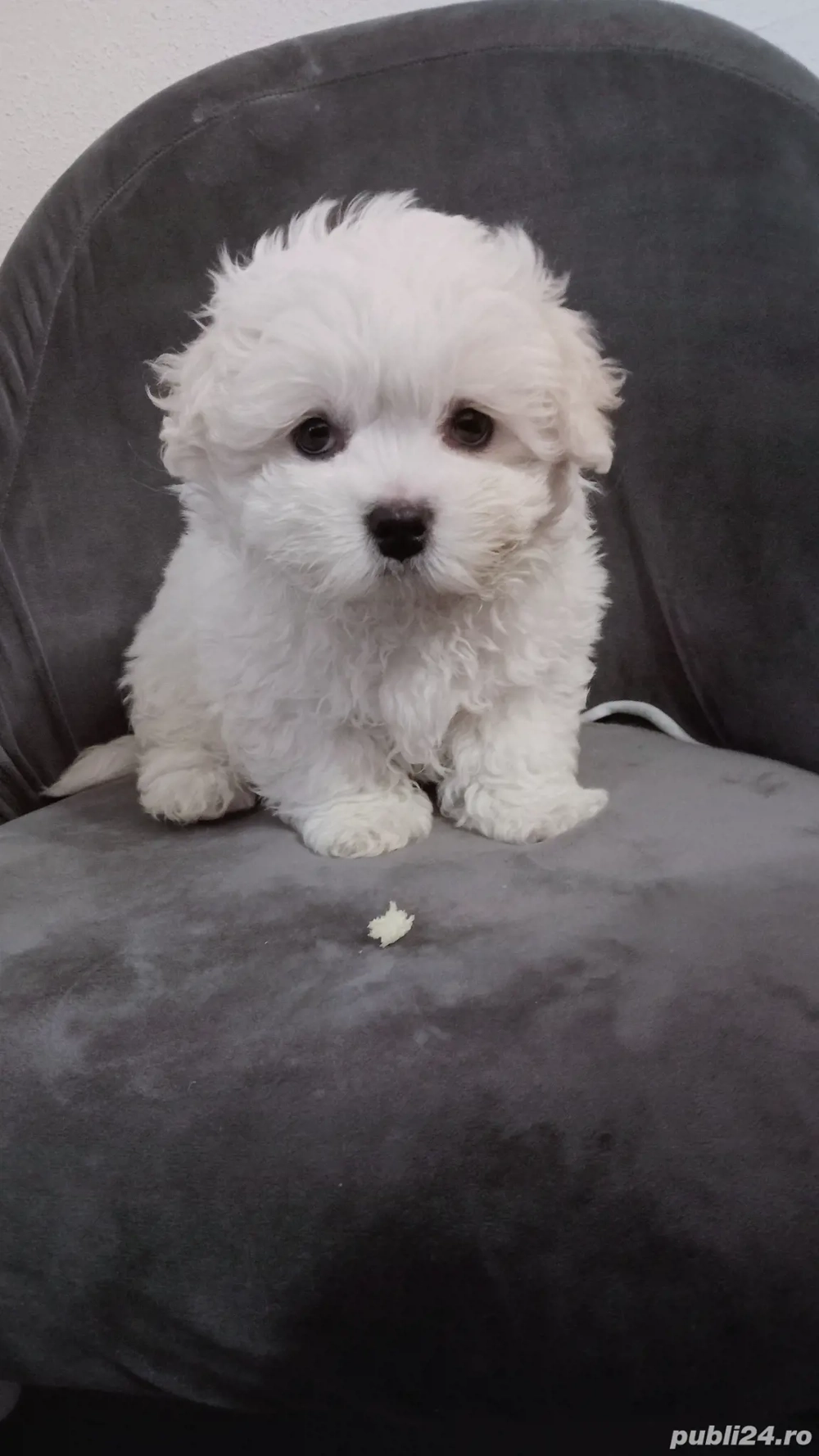 Pui Bichon Maltez