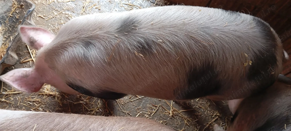 Porci pietrean de vânzare 