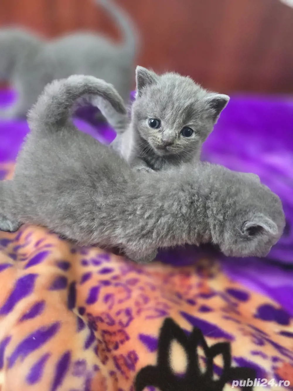 pisici british shorthair