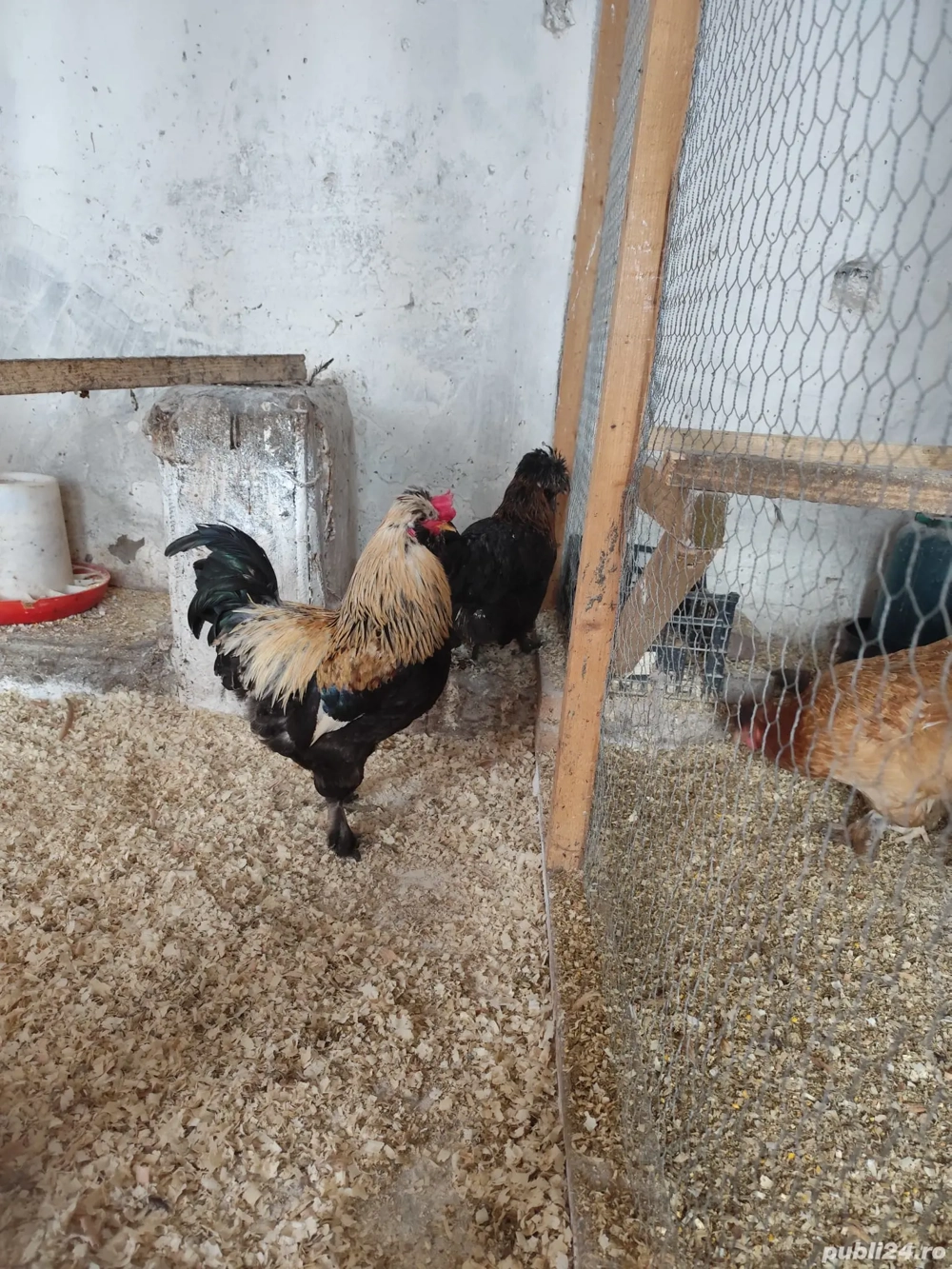 Găini de vânzare tineret 