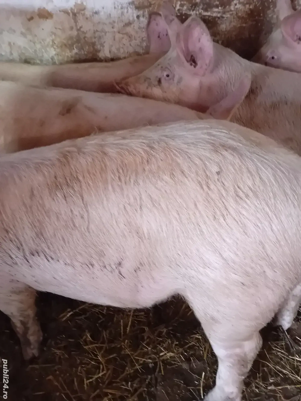 soldani 70 -80 kg 800 lei 