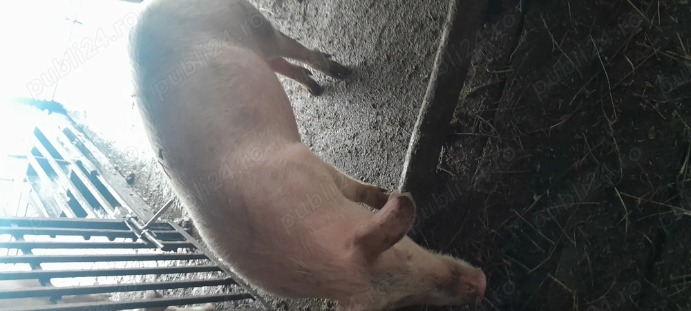 Vând grăsuți 45  50kg rasă landras 