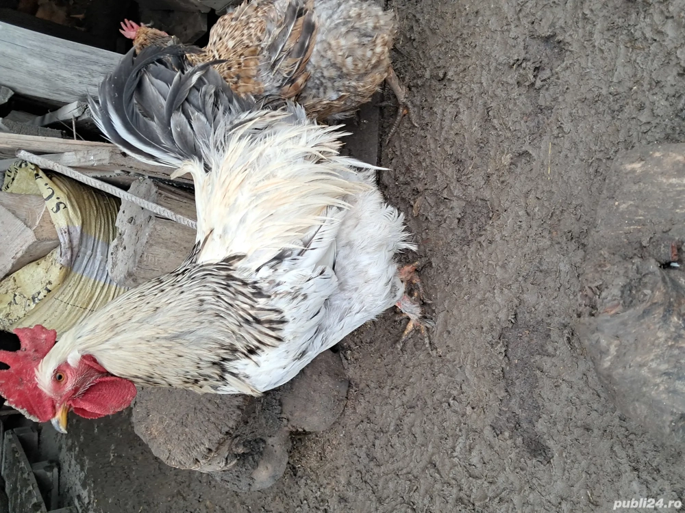 Vând gaini și cocoși de tara