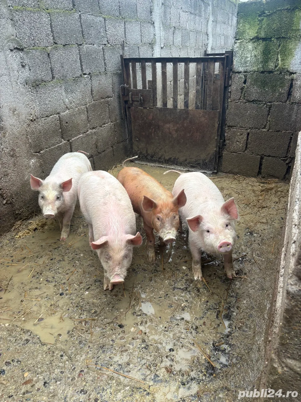 Purcei de vânzare 