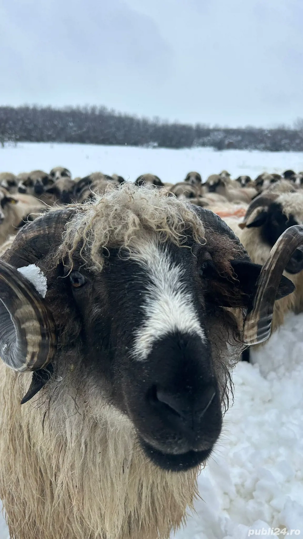 Vând oi țurcane gestante 