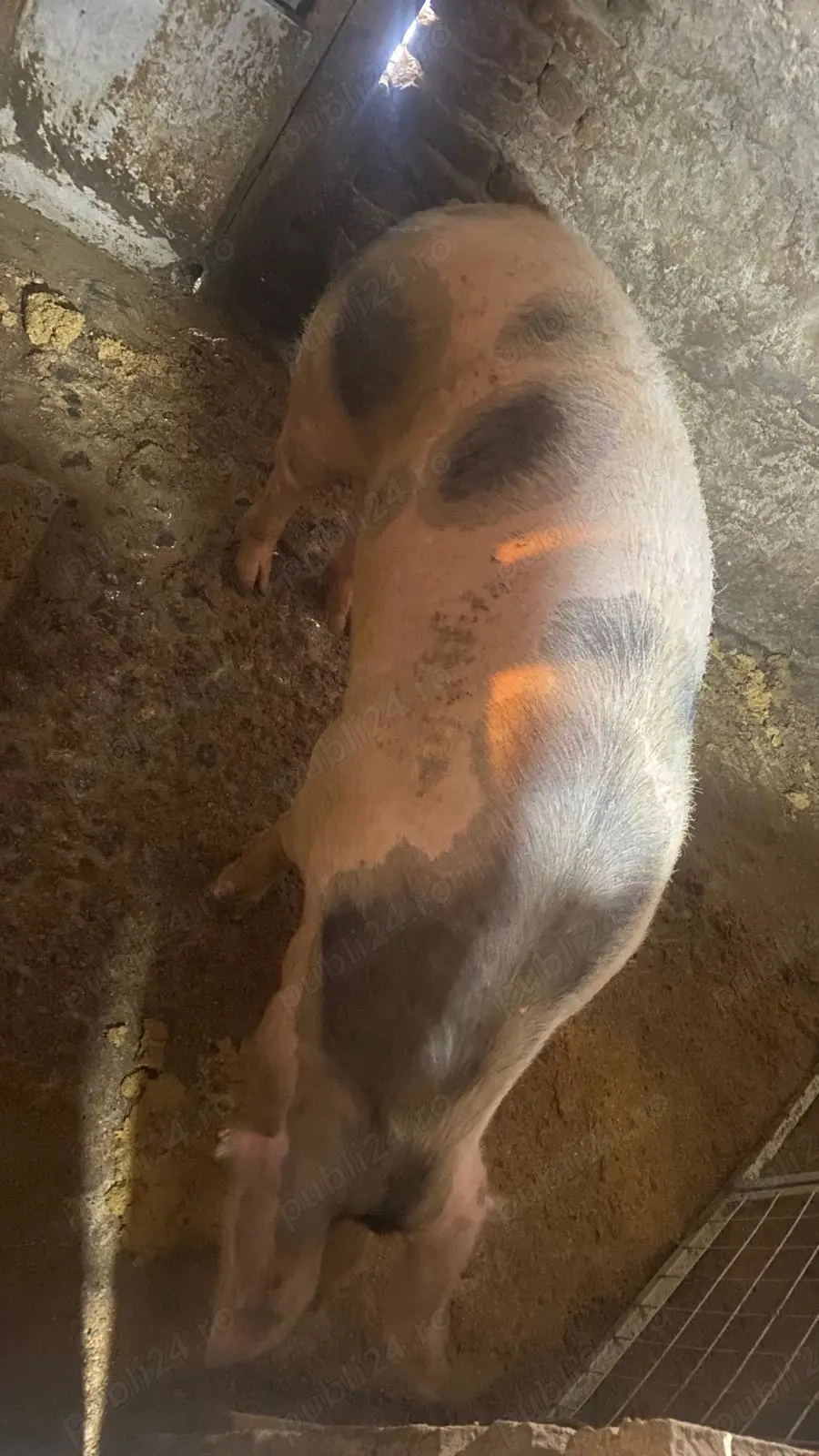 Scroafa vinzare  15 lei kg negociabil 