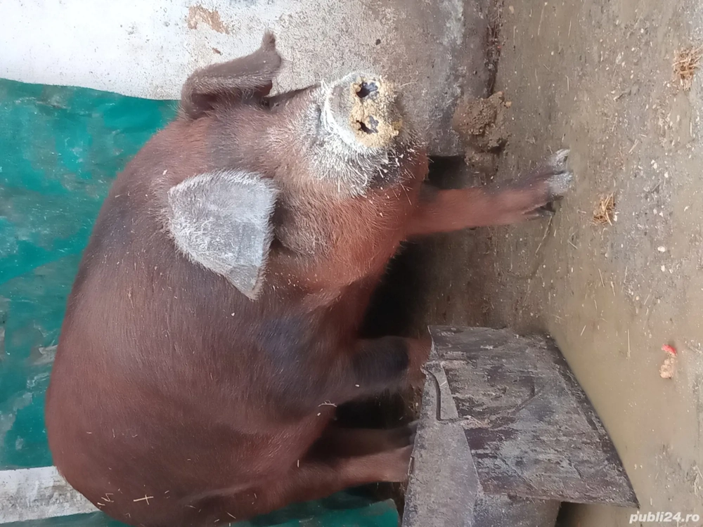 Duroc scrofita duroc metis 