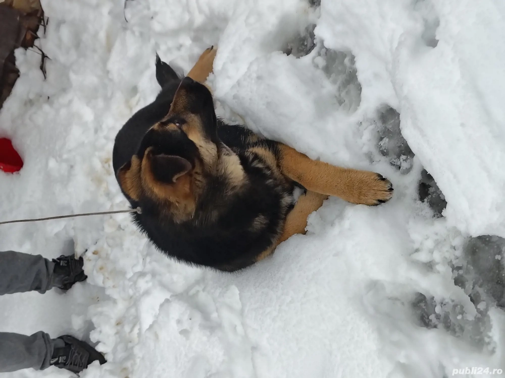 Vand urgent ciobanesc german 