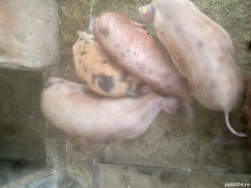 De vânzare 2 soldani 