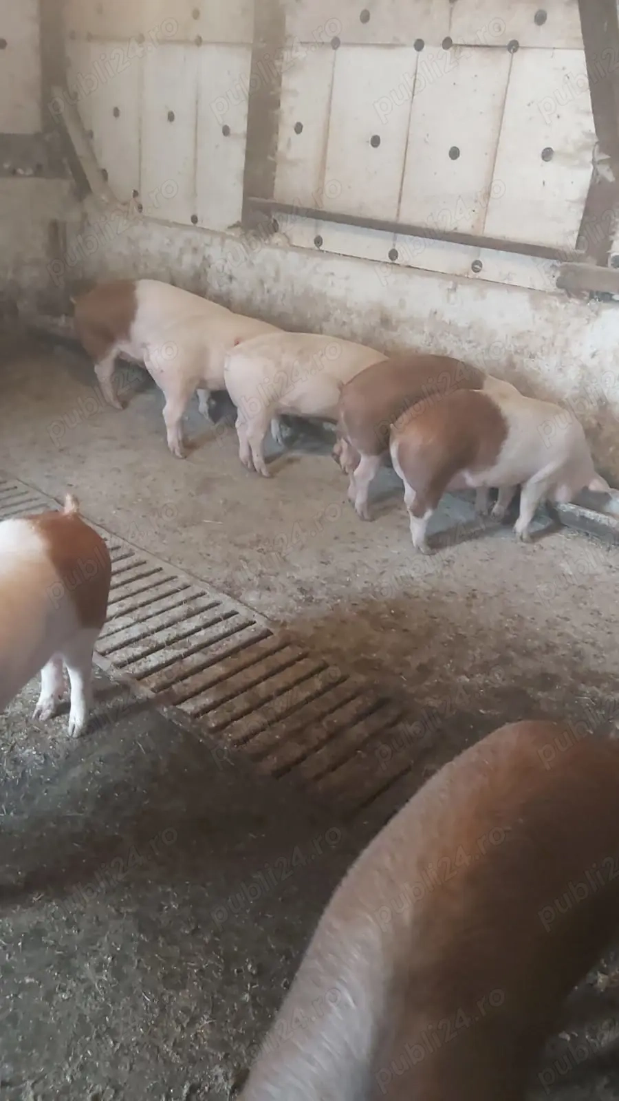 Vând porci ( godinasi )