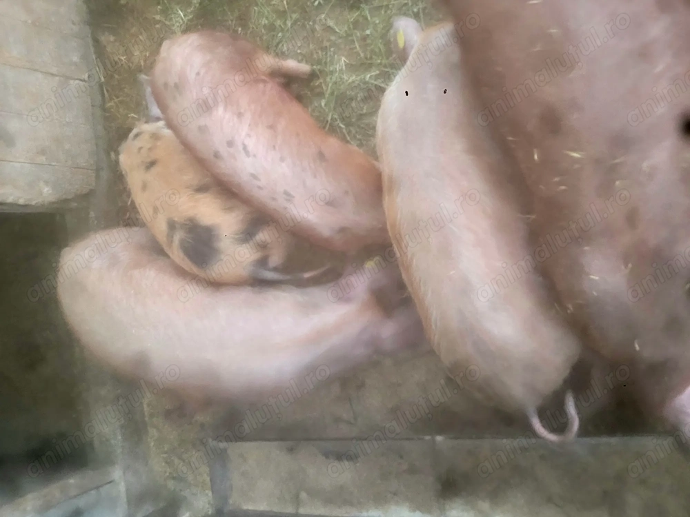 Disponibili 4 purcei de 14 săptămâni 