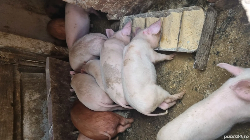 Grăsuni de vânzare 