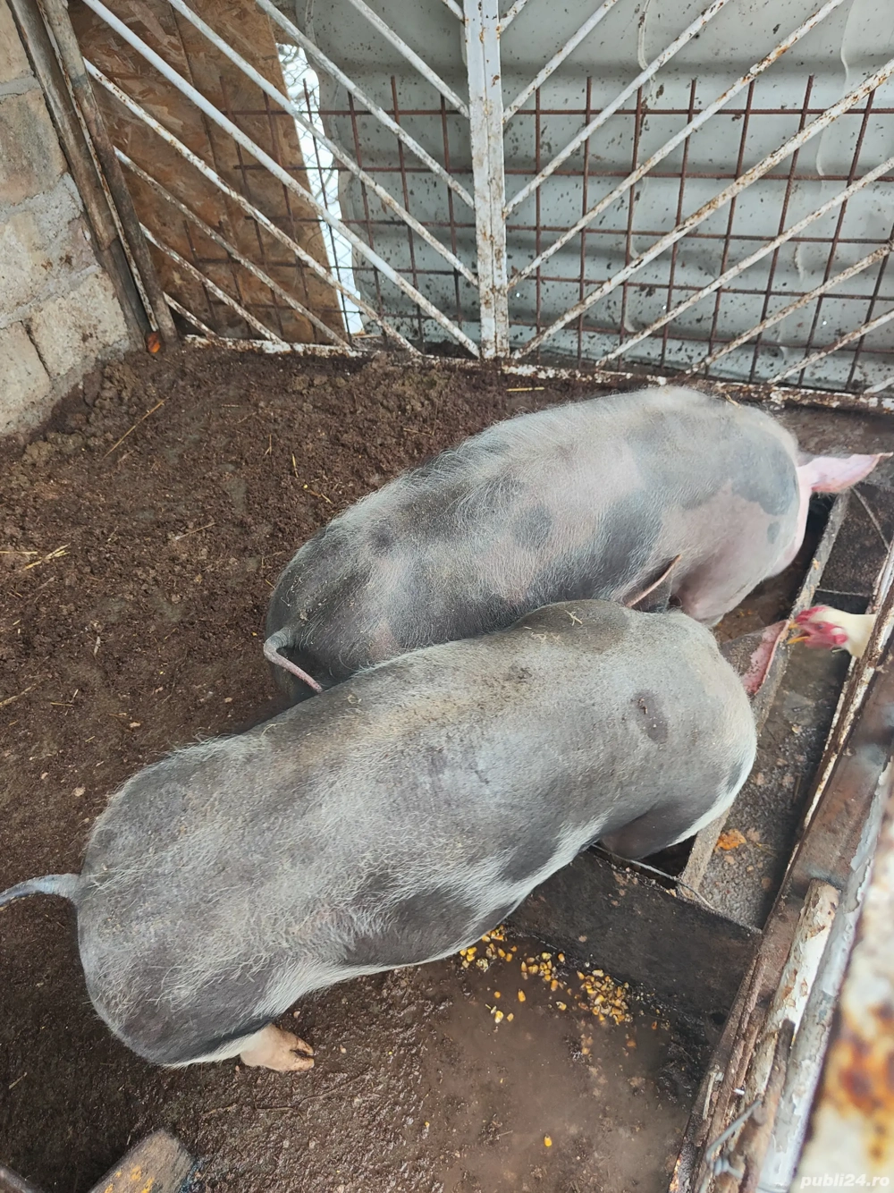 Schimb purcel petren necastrat cu purcelușă din altă rasă 